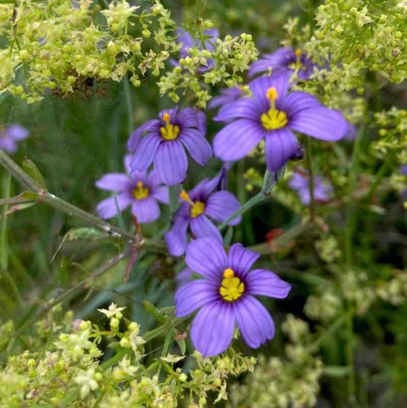 🍀🕊️🌸Lucky8🌸🕊️🍀 post 3