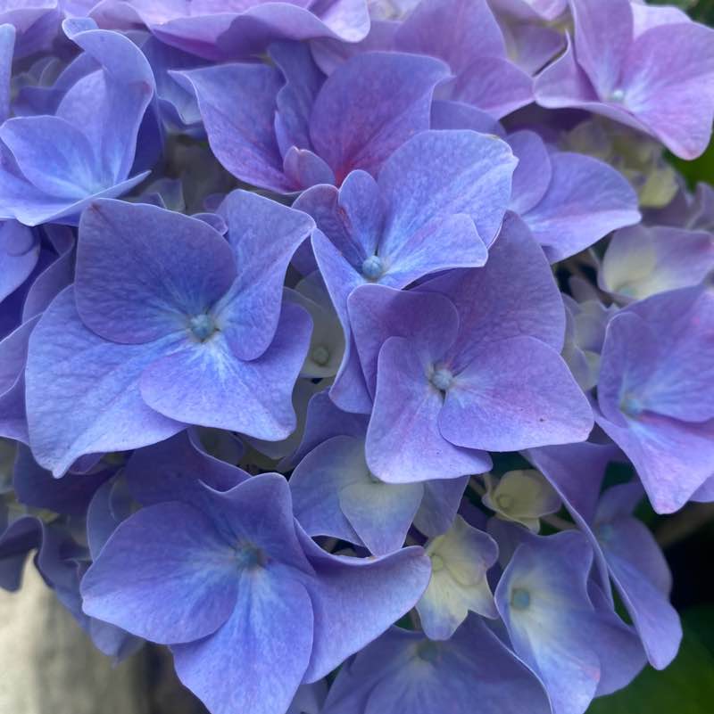 🍀🕊️🌸Lucky8🌸🕊️🍀 post 3
