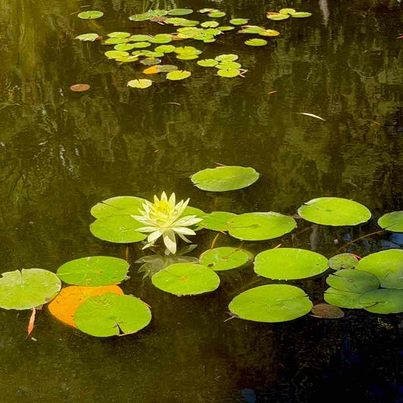 🍀🕊️🌸Lucky8🌸🕊️🍀 post 2