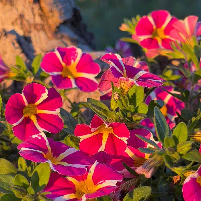 🍀🕊️🌸Lucky8🌸🕊️🍀 post 1