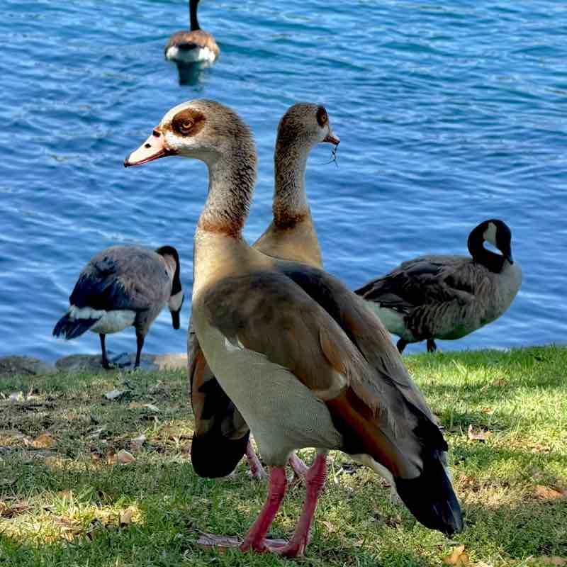 🍀🕊️🌸Lucky8🌸🕊️🍀 post 2