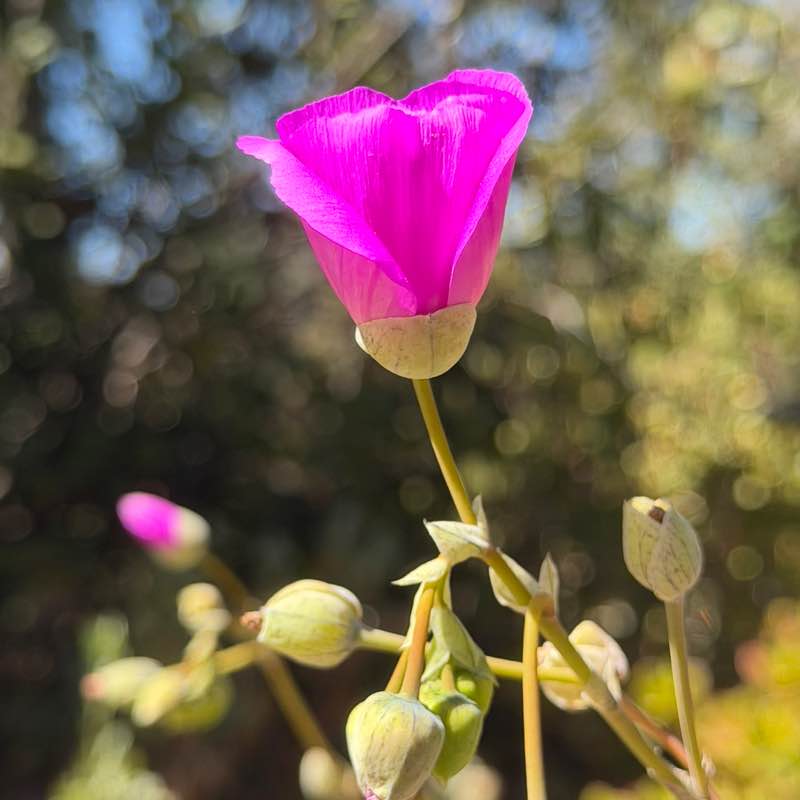 🍀🕊️🌸Lucky8🌸🕊️🍀 post 1