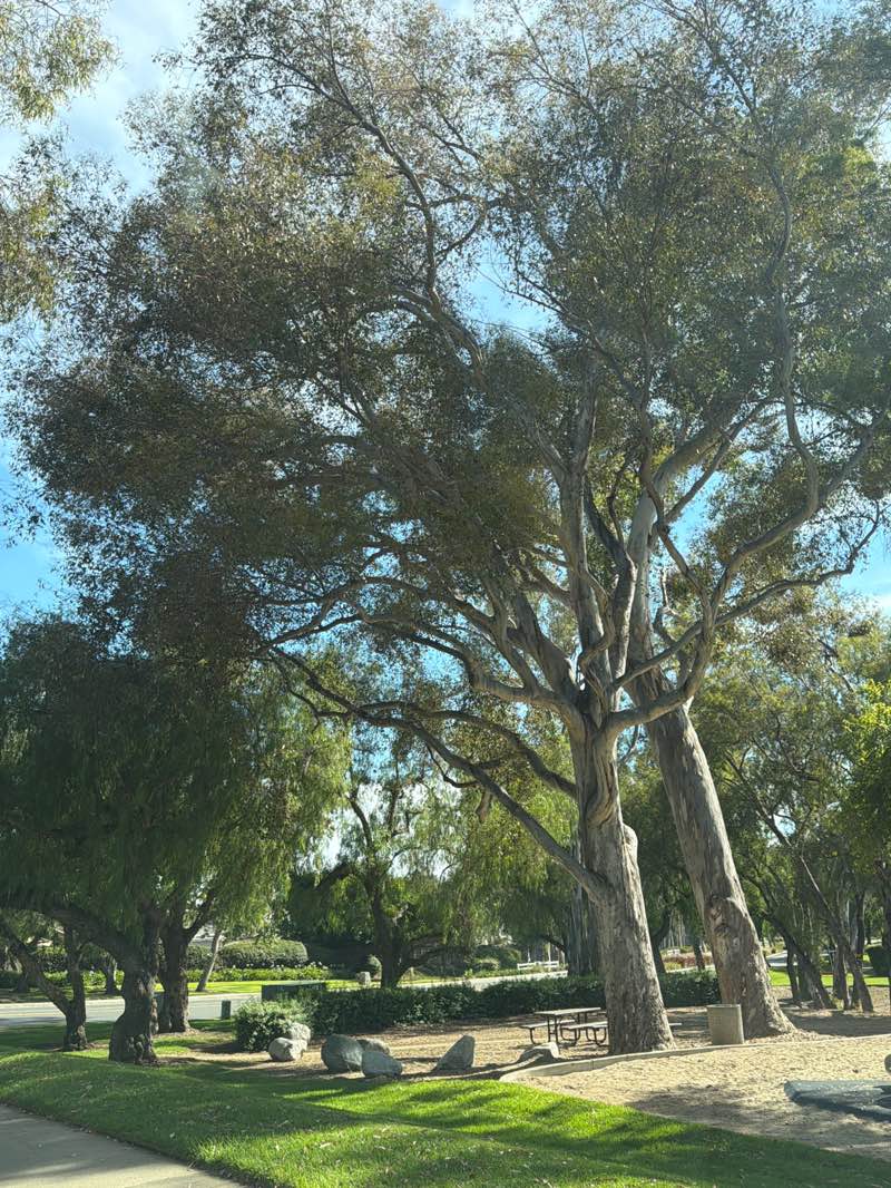 walking near me in Country Hollow Lane Park in summer