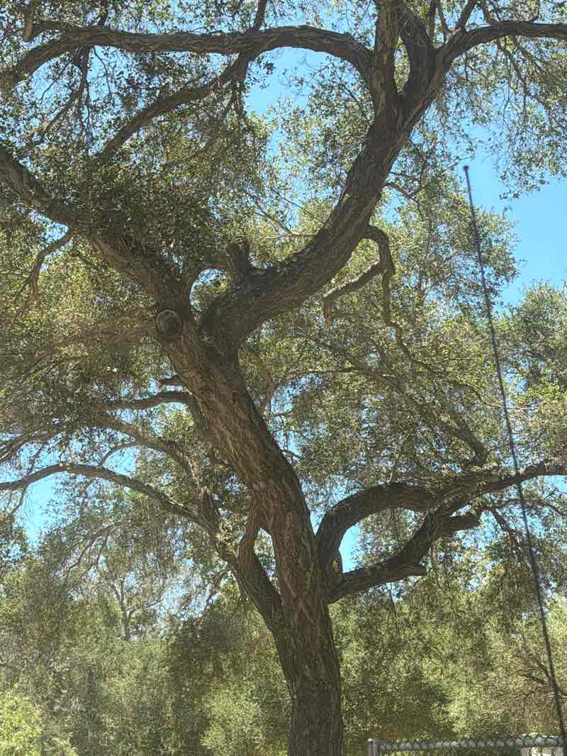 walking near me in Live Oak County Park in summer
