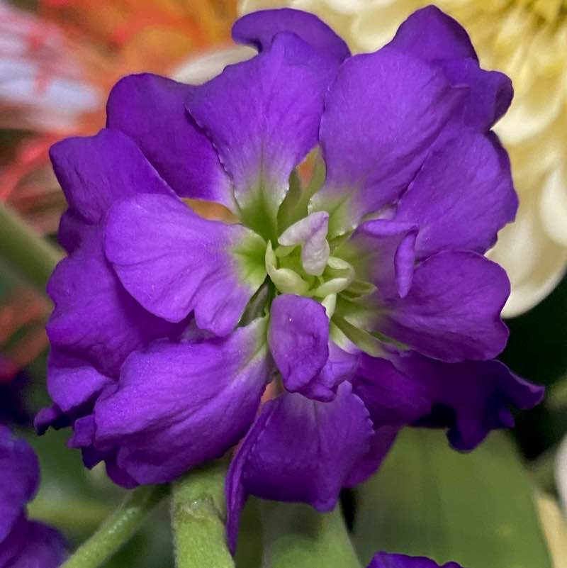 🍀🕊️🌸Lucky8🌸🕊️🍀 post 1