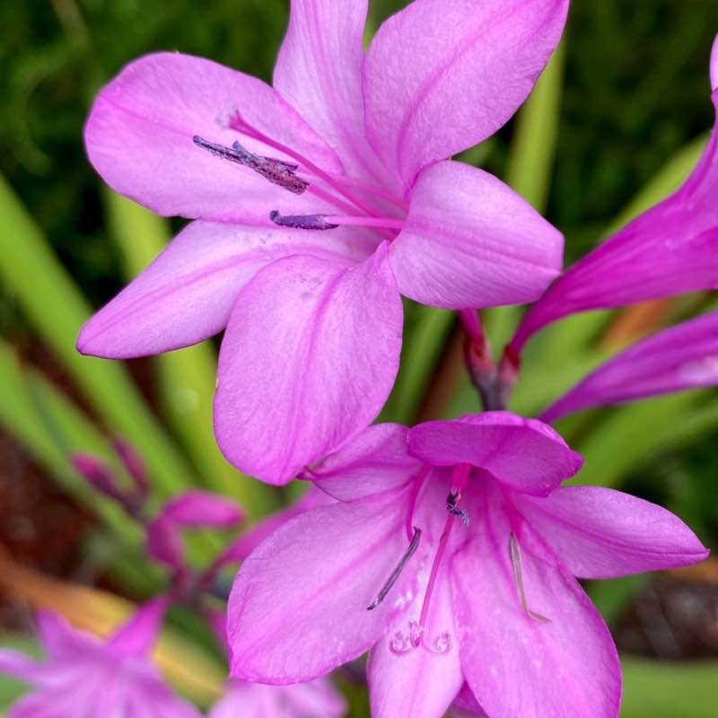 🍀🕊️🌸Lucky8🌸🕊️🍀 post 2