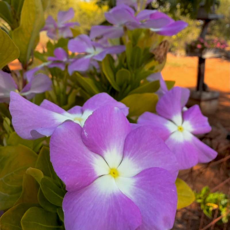 🍀🕊️🌸Lucky8🌸🕊️🍀 post 2