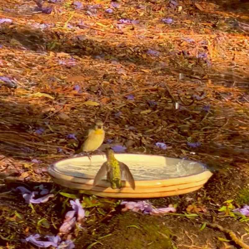 🍀🕊️🌸Lucky8🌸🕊️🍀 post 1