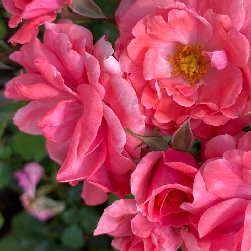 🍀🕊️🌸Lucky8🌸🕊️🍀 post 3