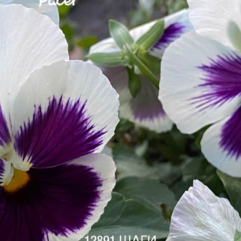 Риогранд post 1