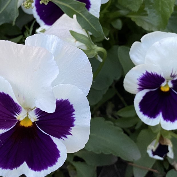 Риогранд post 2