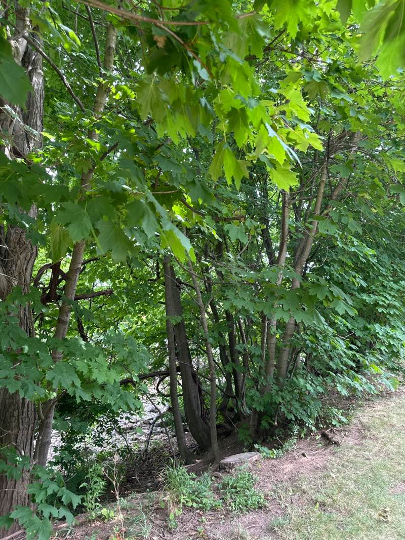 walking near me in Coronation Park in autumn
