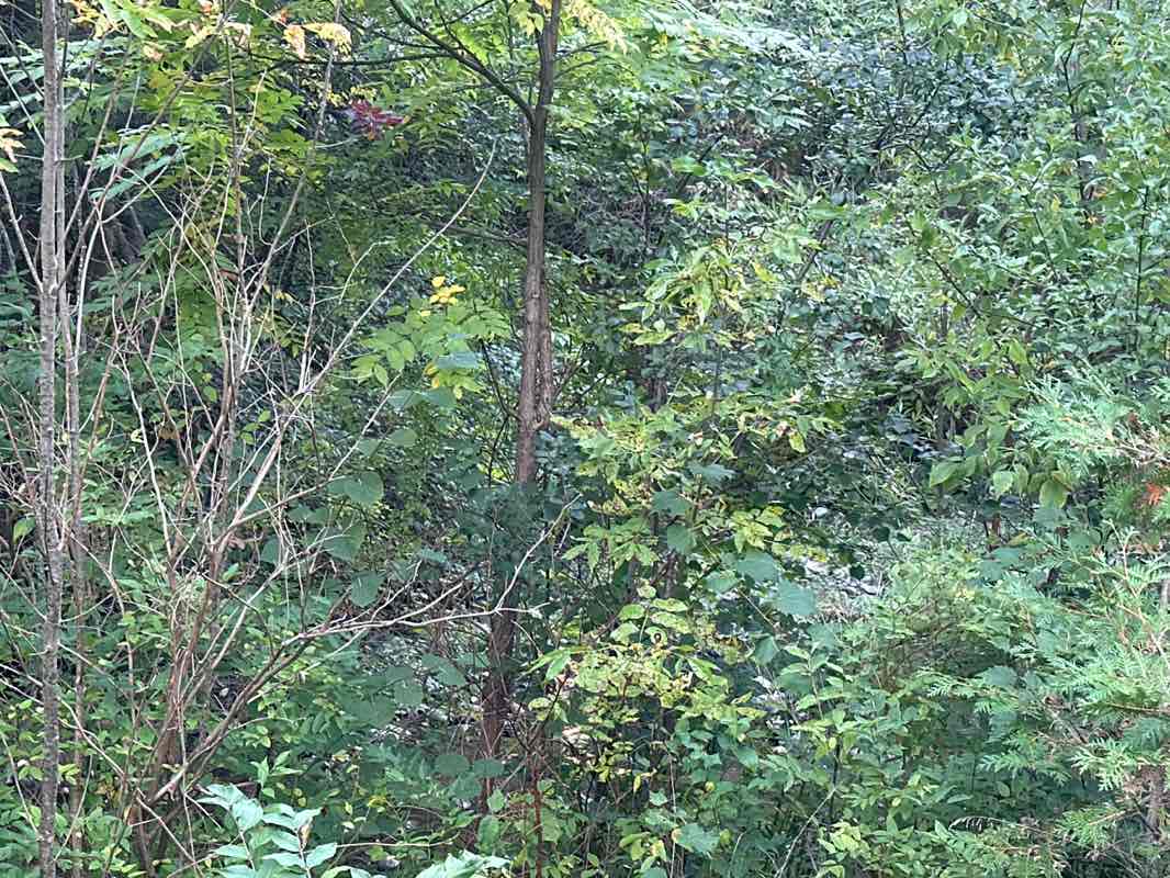 walking near me in Royal Orchard Park in autumn