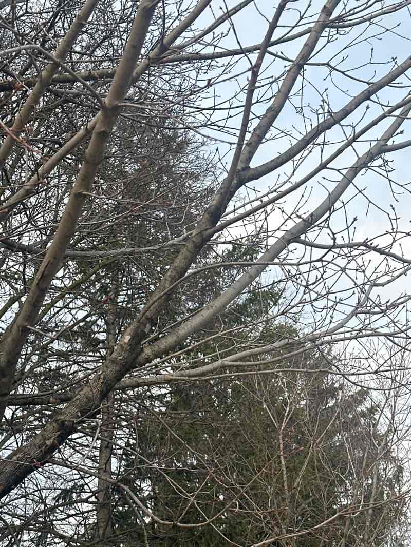 walking near me in Tannery Park in spring