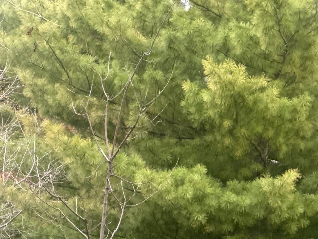 walking near me in Tannery Park in spring