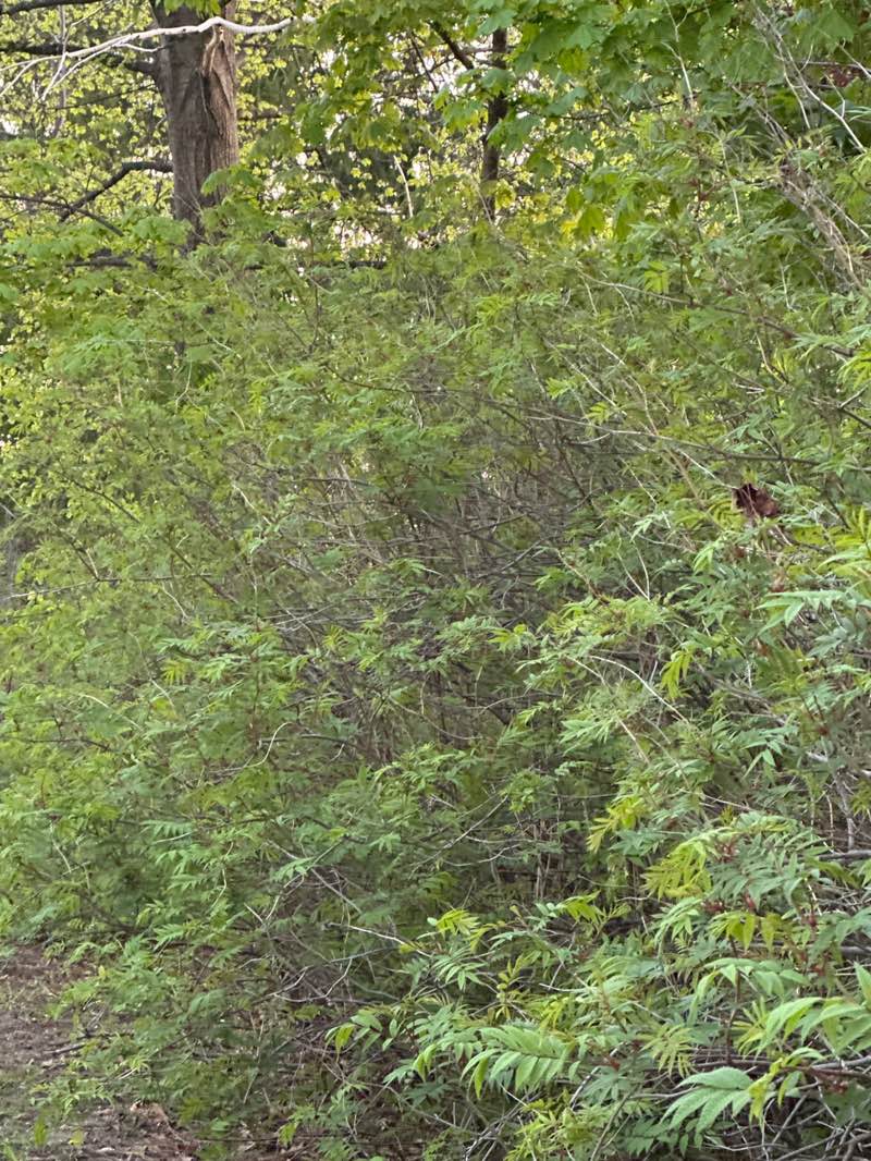 walking near me in Carrville Park in summer