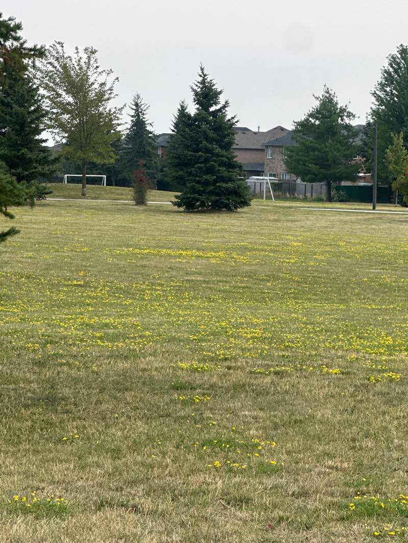 walking near me in Alexander Park in summer