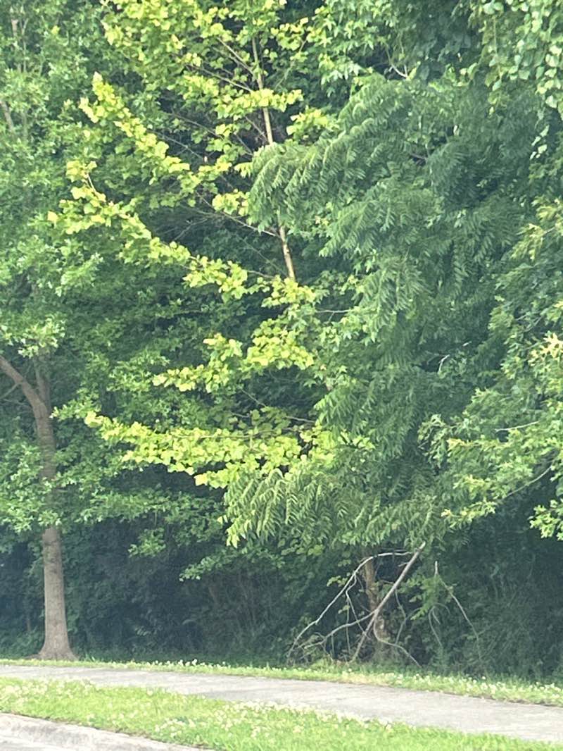 walking near me in Harbour Breeze Estates Playground in summer