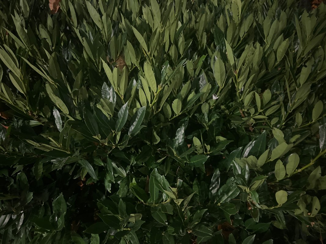 walking near me in Parc Jacques Cartier in autumn