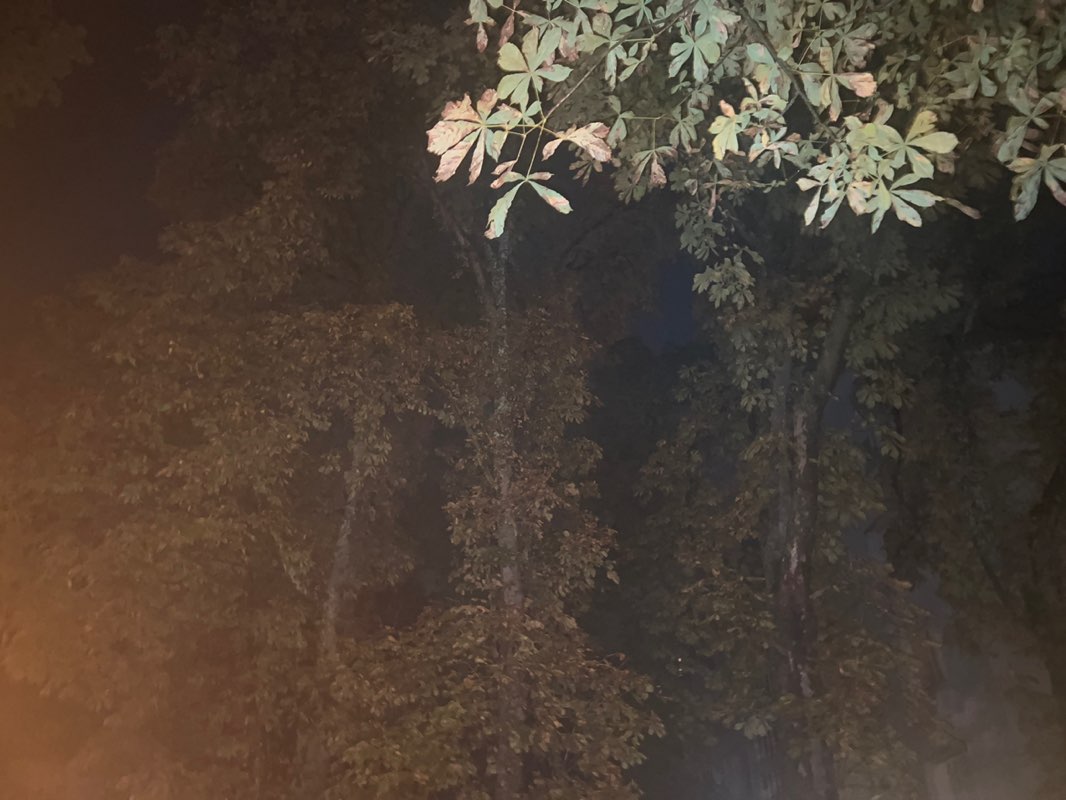 walking near me in Jardin des Tourneroches in autumn