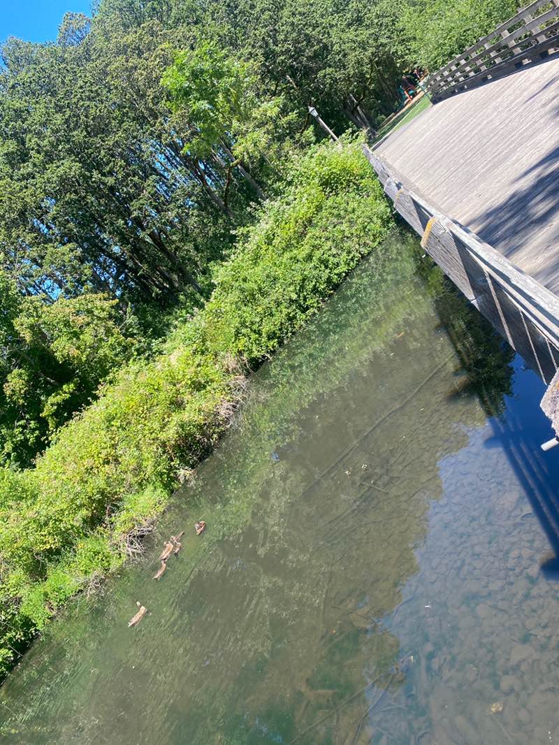 walking near me in Schlottman Creek Greenway in summer