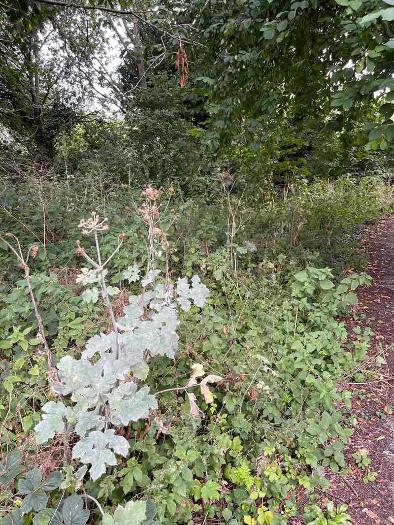 walking near me in Donkey Field Nature Reserve in autumn