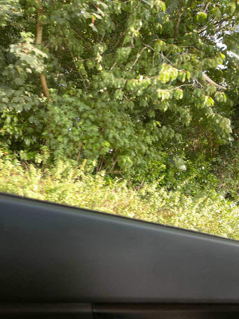 walking near me in Countess of Chester Country Park in autumn