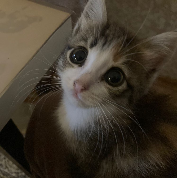 PacerТоварищ profile