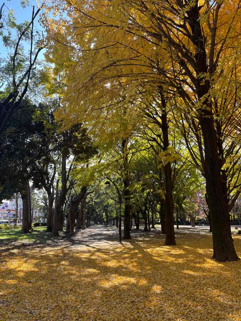 walking near me in 玉川上水旧水路 西原緑道 in winter