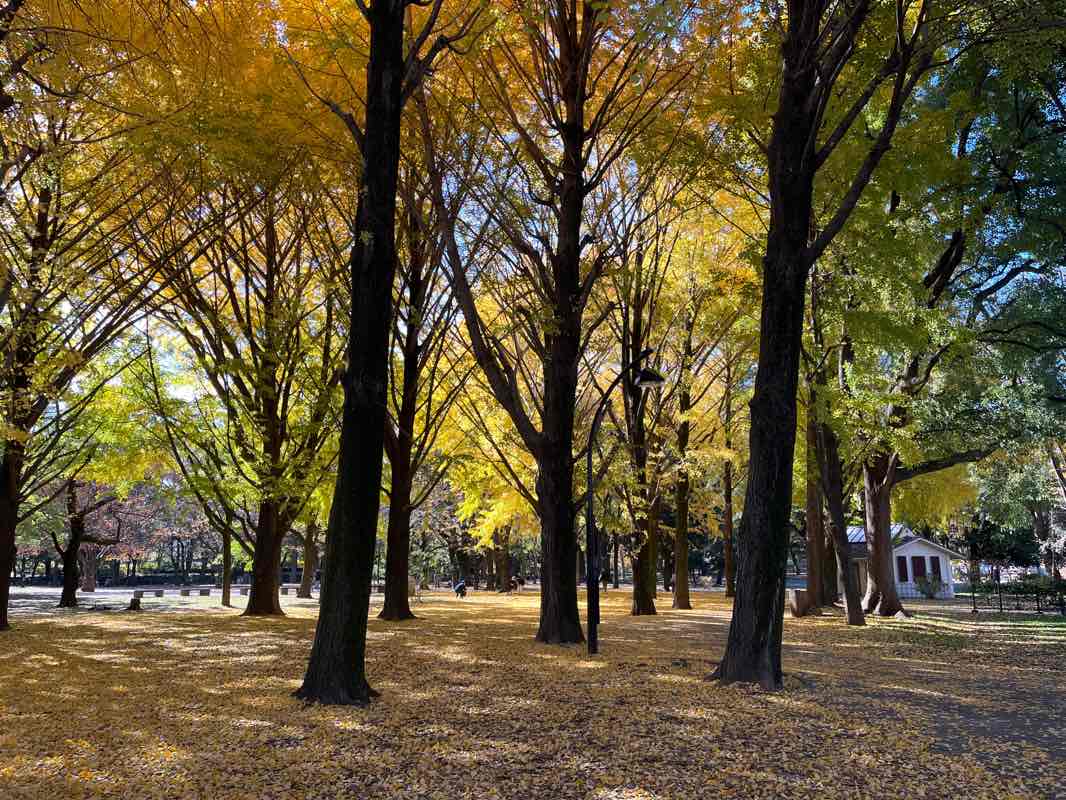 walking near me in 玉川上水旧水路 幡ヶ谷緑道 in winter