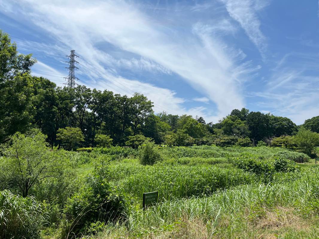 walking near me in Kuriyama Park in summer