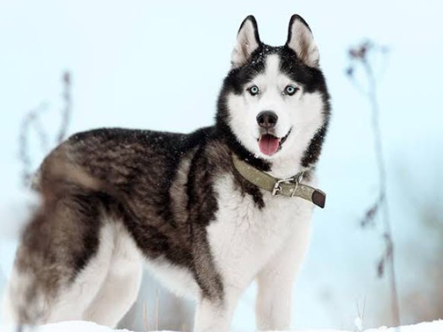 Husky profile
