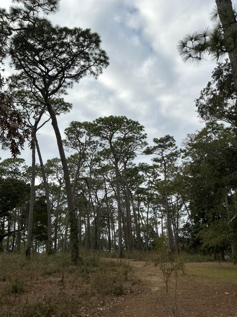 walking near me in Knoll Park in winter
