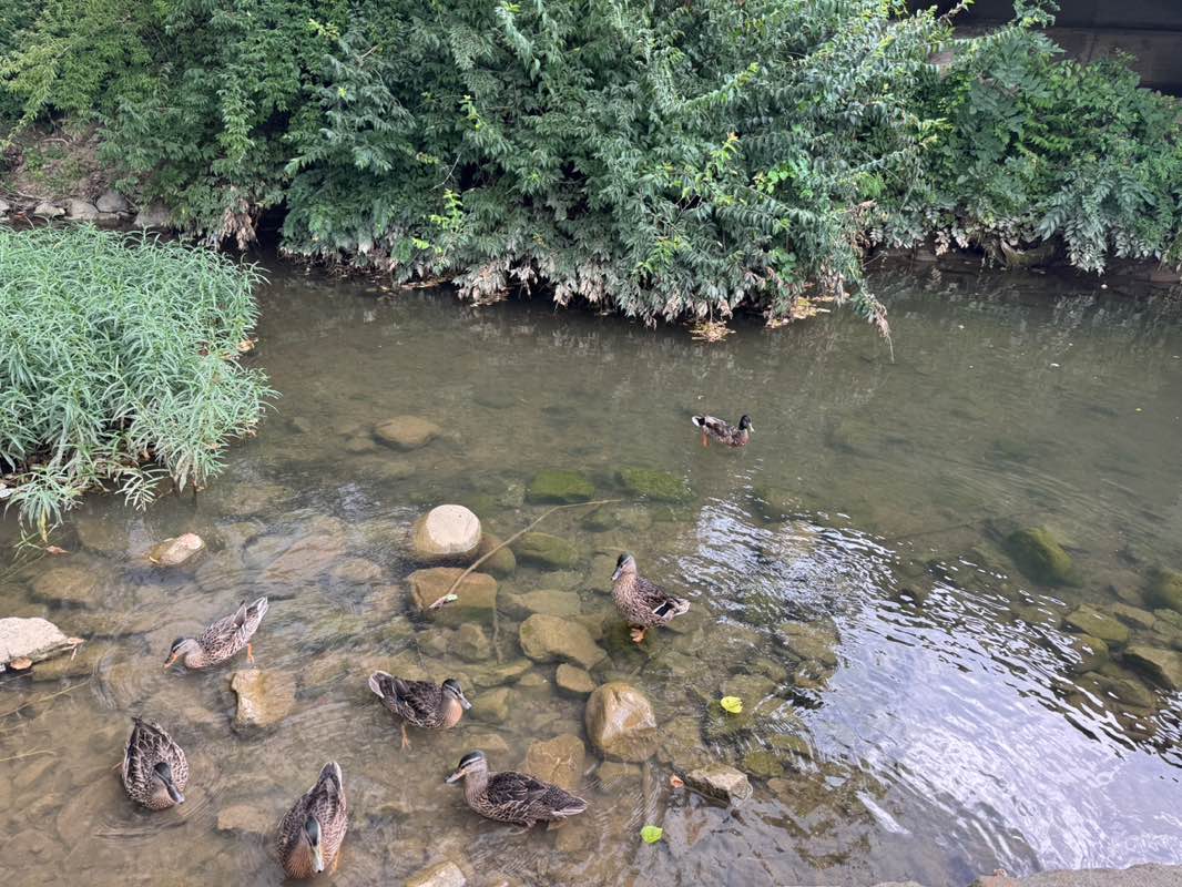 walking near me in Greenway Park in autumn