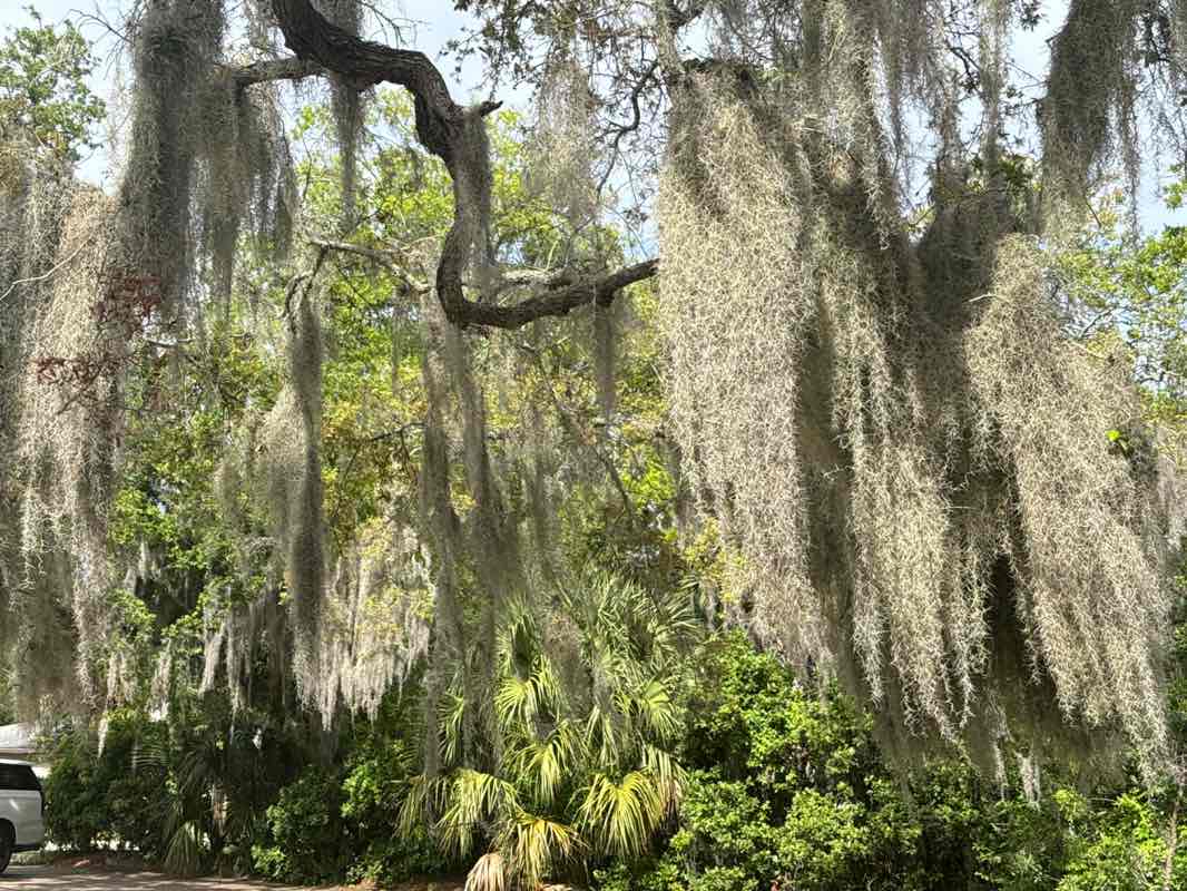 walking near me in Saint John's Park in spring