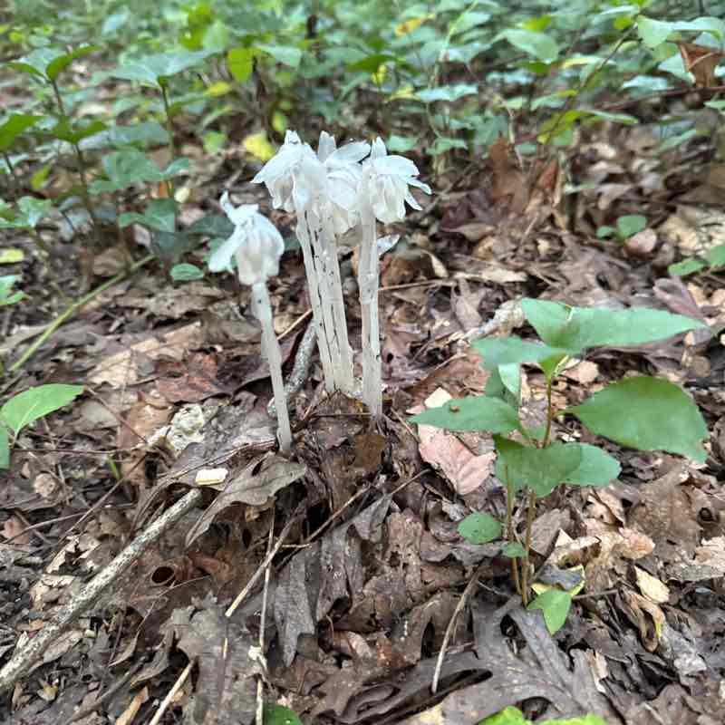 C’ville Walkers Steve post image