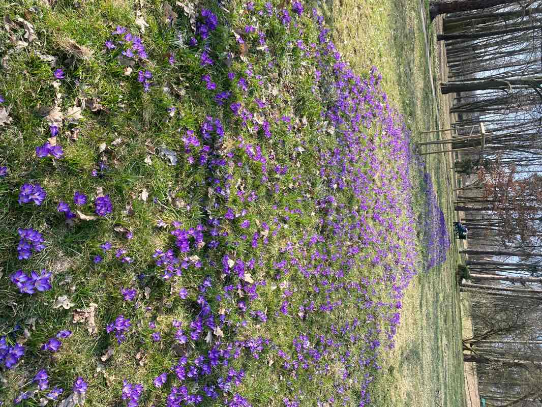 walking near me in Park przy ul. Hipotecznej in spring