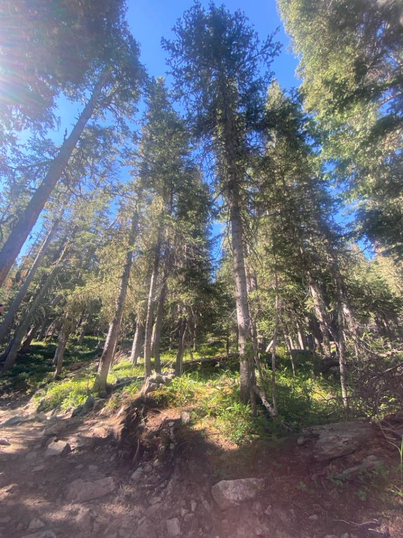 walking near me in Wheeler Peak Wilderness in summer