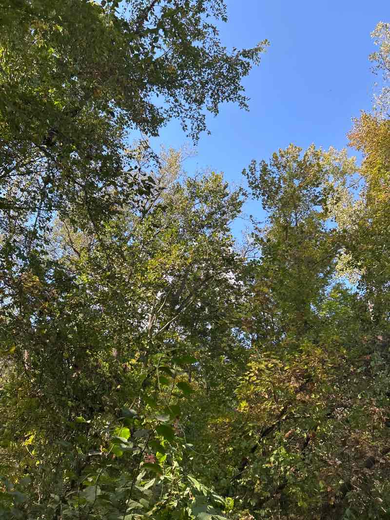 walking near me in Chief Gene Shepherd Park in autumn