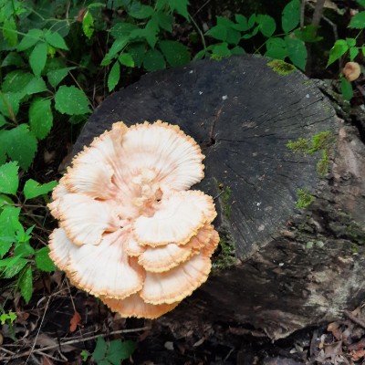 miles of smiles post 1