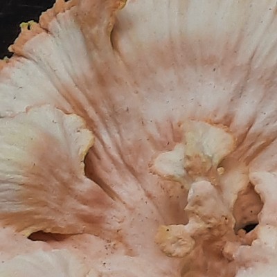 miles of smiles post 2