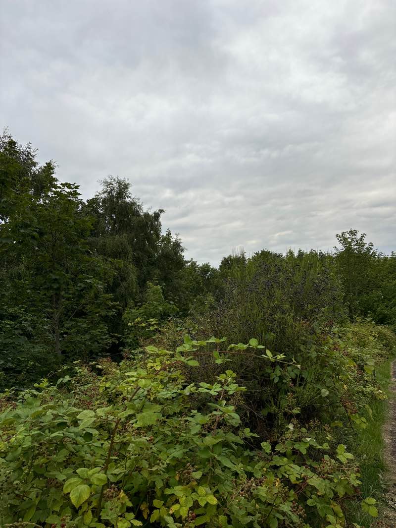 walking near me in Inner Tay Estuary Local Nature Reserve in autumn