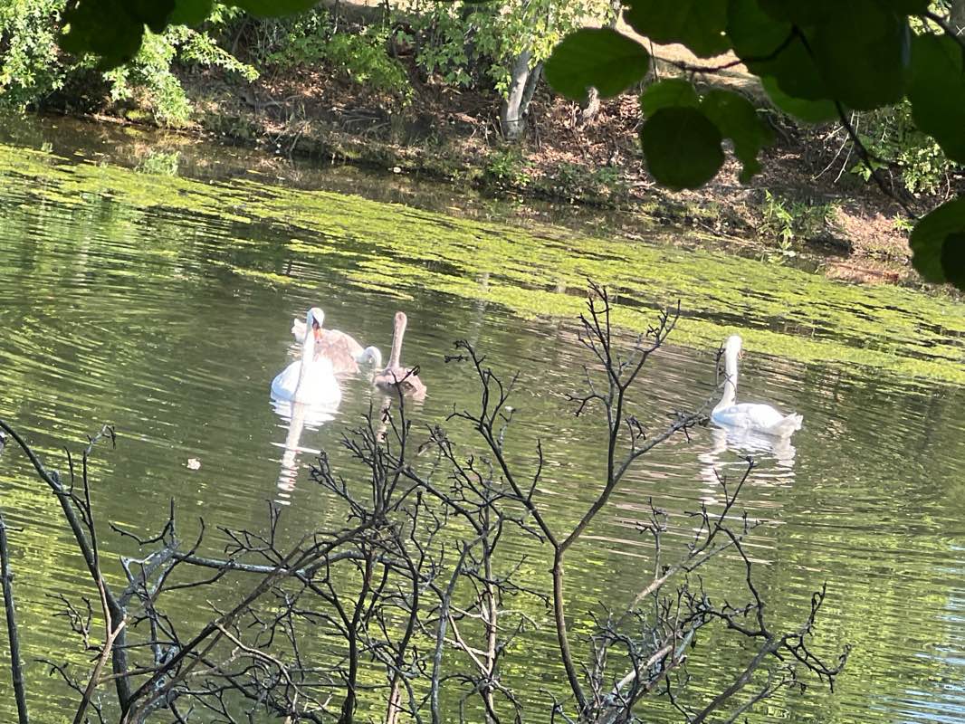 walking near me in Minuteman Bikeway in autumn