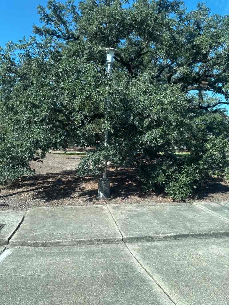 walking near me in Railroad Park in autumn