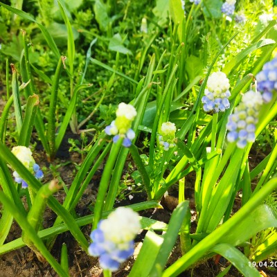 🍀Ритм жизни 🇷🇺🍀 🇷🇺☘️ Сария ☘️ 🇷🇺 post image