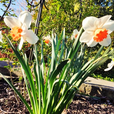 🍀Ритм жизни 🇷🇺🍀 🇷🇺☘️ Сария ☘️ 🇷🇺 post image