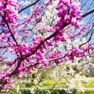 🍀Ритм жизни 🇷🇺🍀 🇷🇺☘️ Сария ☘️ 🇷🇺 post image