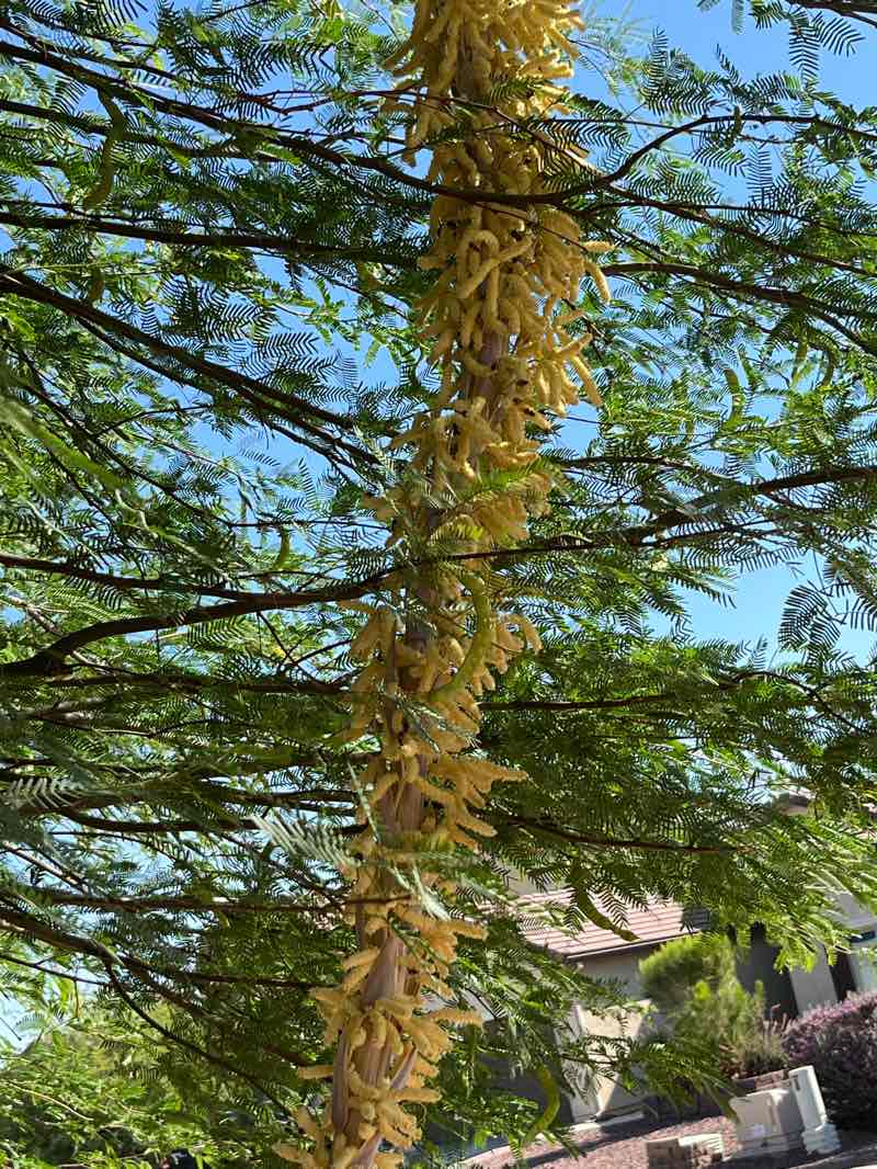 walking near me in Red Rock Village Park in summer