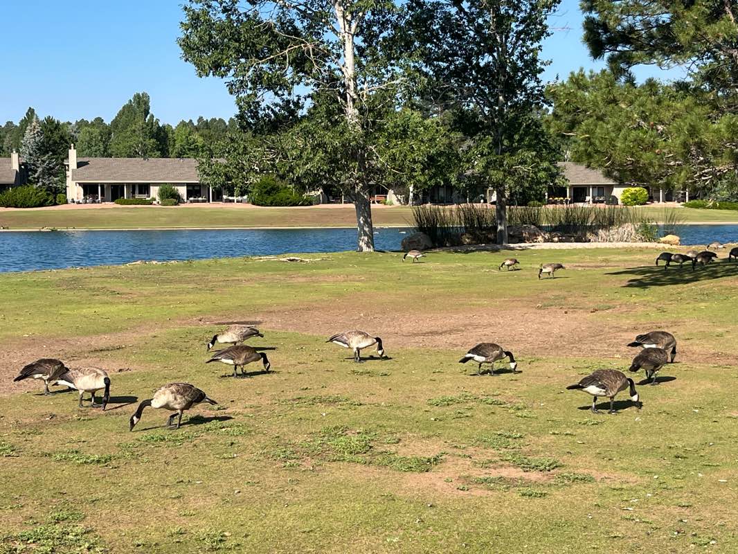 walking near me in Continental Park in summer