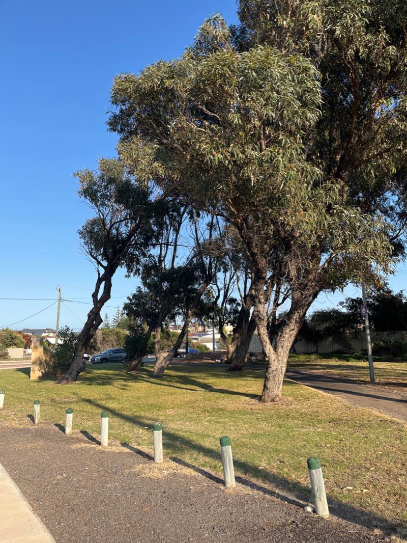 walking near me in Glendinning Park in summer